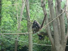 149 BIO PARC DE DOUE LA FONTAINE 5- 2016_000032